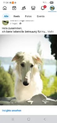 Biete Hunde Katzen Betreuung 